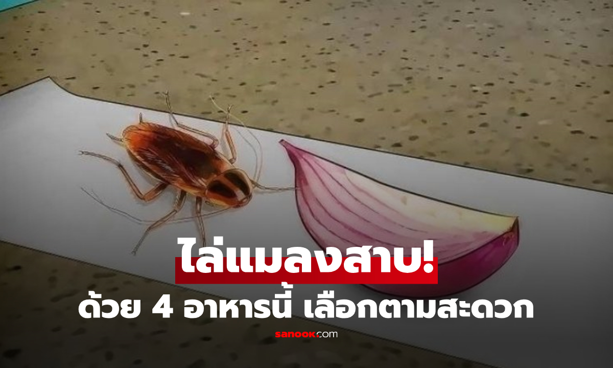 อย่าเพิ่งฉีดยาฆ่า! ลองวาง 4 อาหารนี้ไว้ "มุมครัว" เพื่อไล่แมลงสาบ หาง่ายและไร้สารพิษ