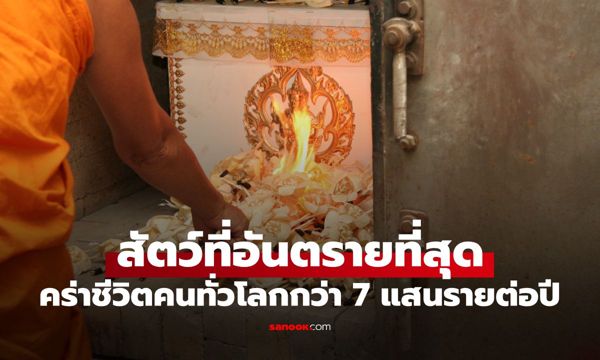 ไม่ใช่สิงโต-เสือ-หมี! "สัตว์ที่ฆ่ามนุษย์มากที่สุดในโลก" คนไทยได้ยินชื่อแล้วร้องอ๋อ