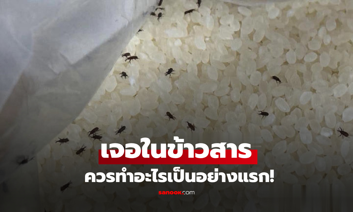 เจอมอดในถังข้าวสาร ควรทำสิ่งใดเป็นอย่างแรก? ทิ้งเลยหรือยังกินต่อได้!