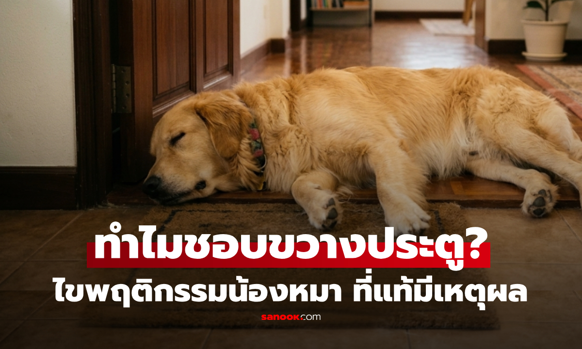 ทำไมสุนัขชอบนอนขวางประตู? น้องไม่ได้กวน แต่มีเหตุผลที่เจ้าของอาจคาดไม่ถึง