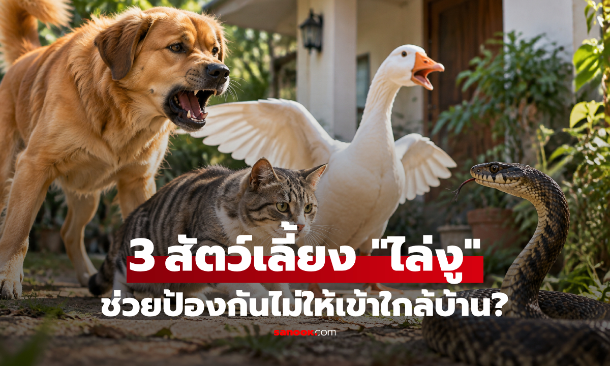 3 สัตว์เลี้ยง ที่เชื่อว่าสามารถ "ไล่งู" และป้องกันไม่ให้เข้าใกล้บ้านได้!