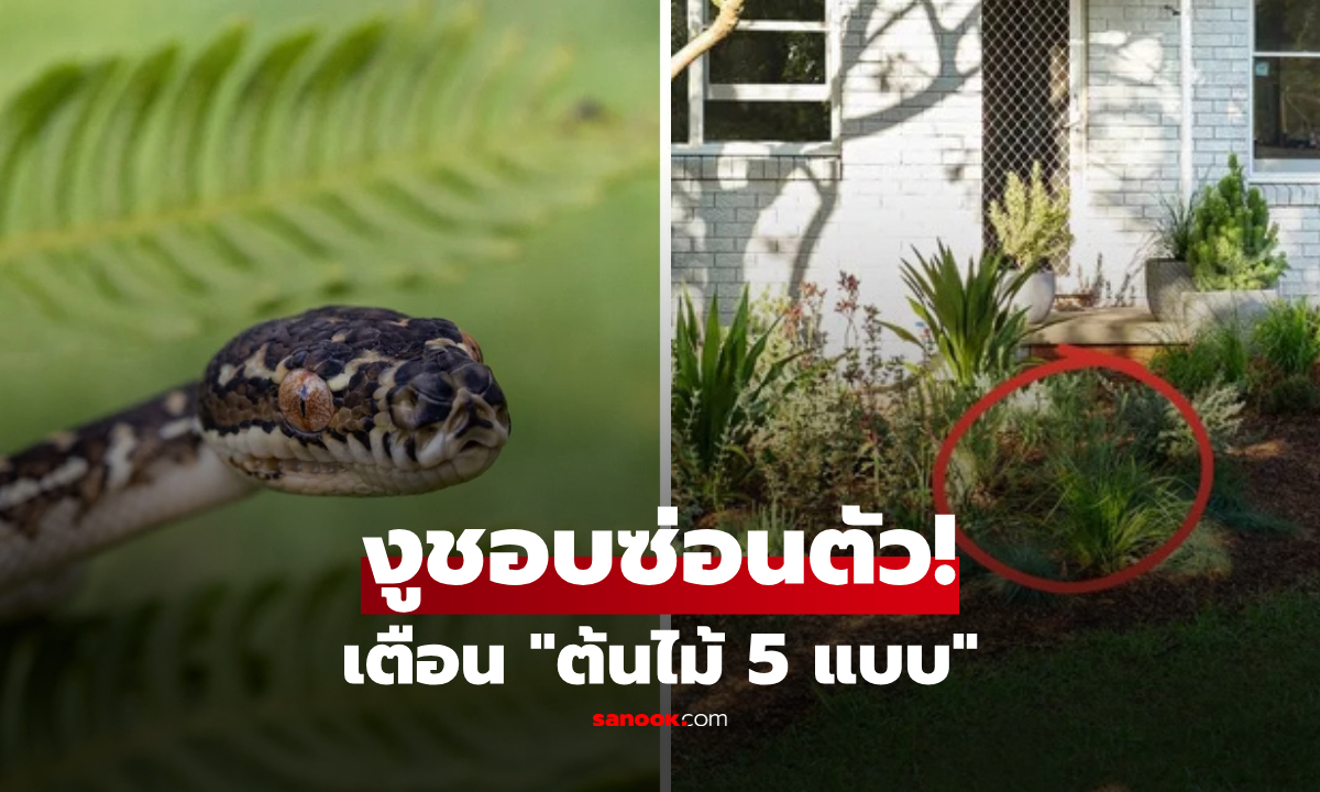 ต้นไม้ 5 แบบที่ "งูชอบซ่อนตัว" หลายบ้านปลูกไว้ไม่รู้ตัว นิตยสารออสเตรเลียเตือน!