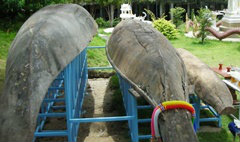 ยามสวนสัตว์เชียงใหม่ผวา! ผีเรือตะเคียนเฮี้ยน