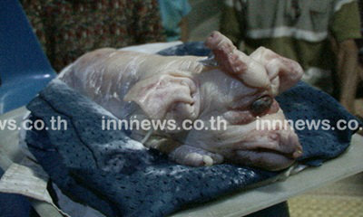 ลูกหมูประหลาด ตาดวงเดียว-งวงเหมือนช้าง