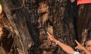 พบใบหน้าคล้ายพระโผล่ต้นขี้เหล็กโบราณ