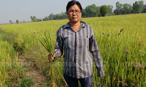 ชาวพิษณุโลกครวญโรคจู๋ระบาดนาข้าวขาดทุน