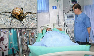สุดยื้อ! หนุ่มแพร่ถูกแมงมุมกัดขา เสียชีวิตแล้ว