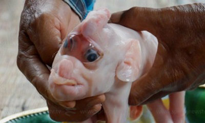 ชาวบุรีรัมย์แตกตื่น "หมูประหลาด" มีงวงโผล่กลางหน้าผาก