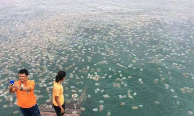 อลังการ! แมงกระพรุนถ้วยหลากสี โผล่ทะเลระยอง