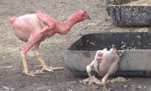 สุดประหลาด! ไก่ไร้ขน มีแต่เนื้อหนังหุ้มกระดูก