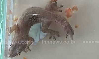 หนุ่มลำปางพบ