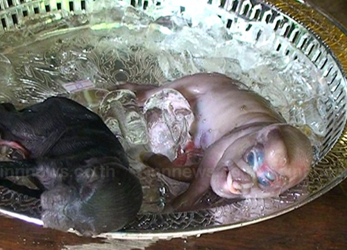 ชาวบ้านแห่ตีเลขเด็ดลูกหมูประหลาดคล้ายอูฐ