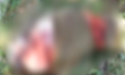 โหดเหี้ยม! คนร้ายฆ่าตัดขาหมูป่า ตายพร้อมลูก 14 ตัว