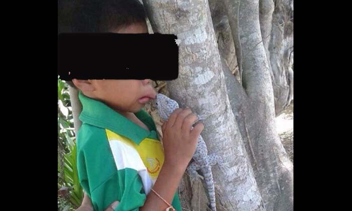 น่าสงสาร เด็กน้อยพลาดถูกตุ๊กแกกัดปากไม่ยอมปล่อย