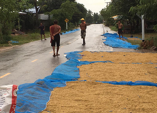 สุรินทร์ฝนตกหนัก-ขอนแก่นทำข้าวชื้นน้ำท่วม