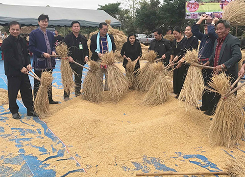 ชาวภูไทกาฬสินธุ์ลงแขกนาแปลงใหญ่-เปิดรับออเดอร์