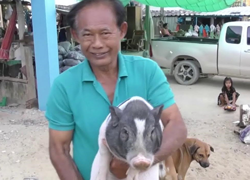 อ่างทองพบเพื่อนรักต่างสายพันธุ์ระหว่างหมูจิ๋ว-สุนัข