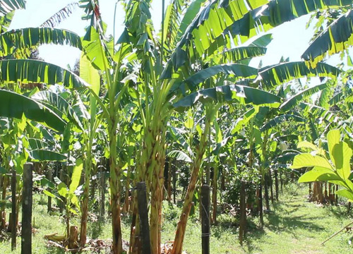 ลมแรงกระทบผู้ปลูกกล้วยไข่ส่งออกในจ.จันทบุรี