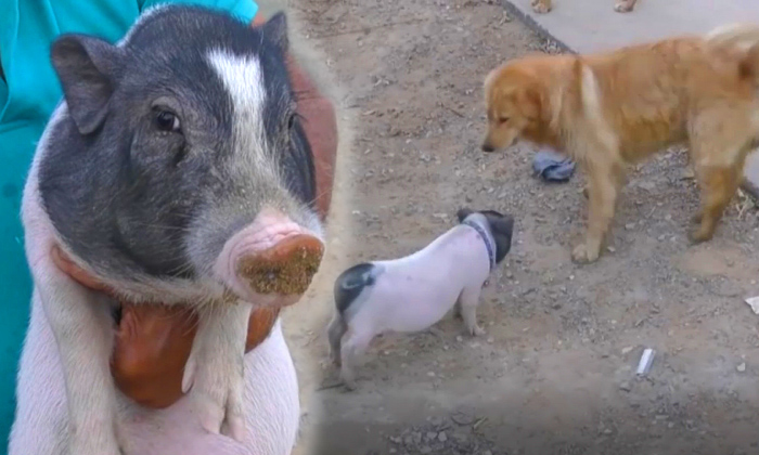 เผยคลิป "เจ้าเฮงเฮง" หมูจิ๋วแสนรู้เลียนแบบพฤติกรรมสุนัข