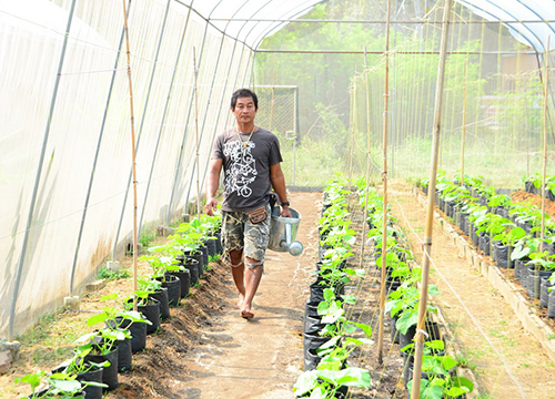 อ่างทองหนุนชาวบ้านปลูกผักปลอดสารในโรงเรือน