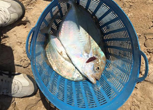 ฮือล้อมจับปลาเกือบ100ตัวหน้าชายหาดเขาหลัก