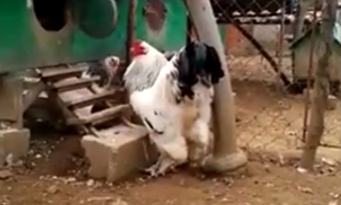 อึ้ง! ไก่ยักษ์ขนาดใหญ่กว่าเด็กอายุ 5 ขวบ