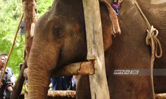 “ช้างป่าสีดอ” จากไปอย่างสงบ หลังเกิดภาวะไตวายเฉียบพลัน