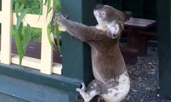 โหดร้าย พบซากโคอาลา ถูกคนใจโหดตอกซากติดกับเสา ชาวเน็ตจวกแหลก