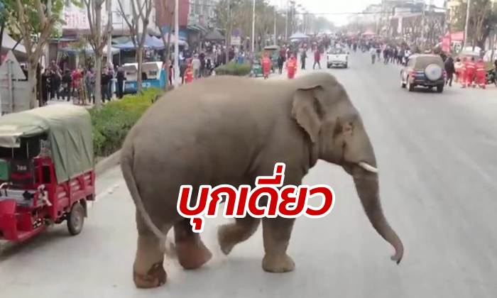 พังราบ ช้างป่าบุกหมู่บ้านในจีน ทำลายรถยนต์เสียหายกว่า 10 คัน