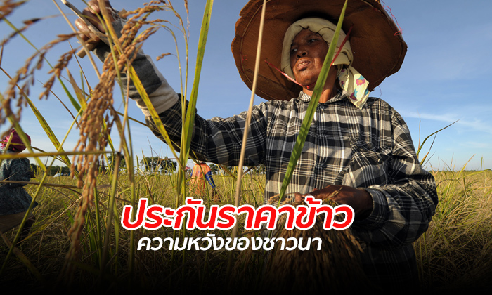 พาณิชย์เคาะประกันรายได้ ข้าวหอมมะลิ 15,000 บาทต่อตัน